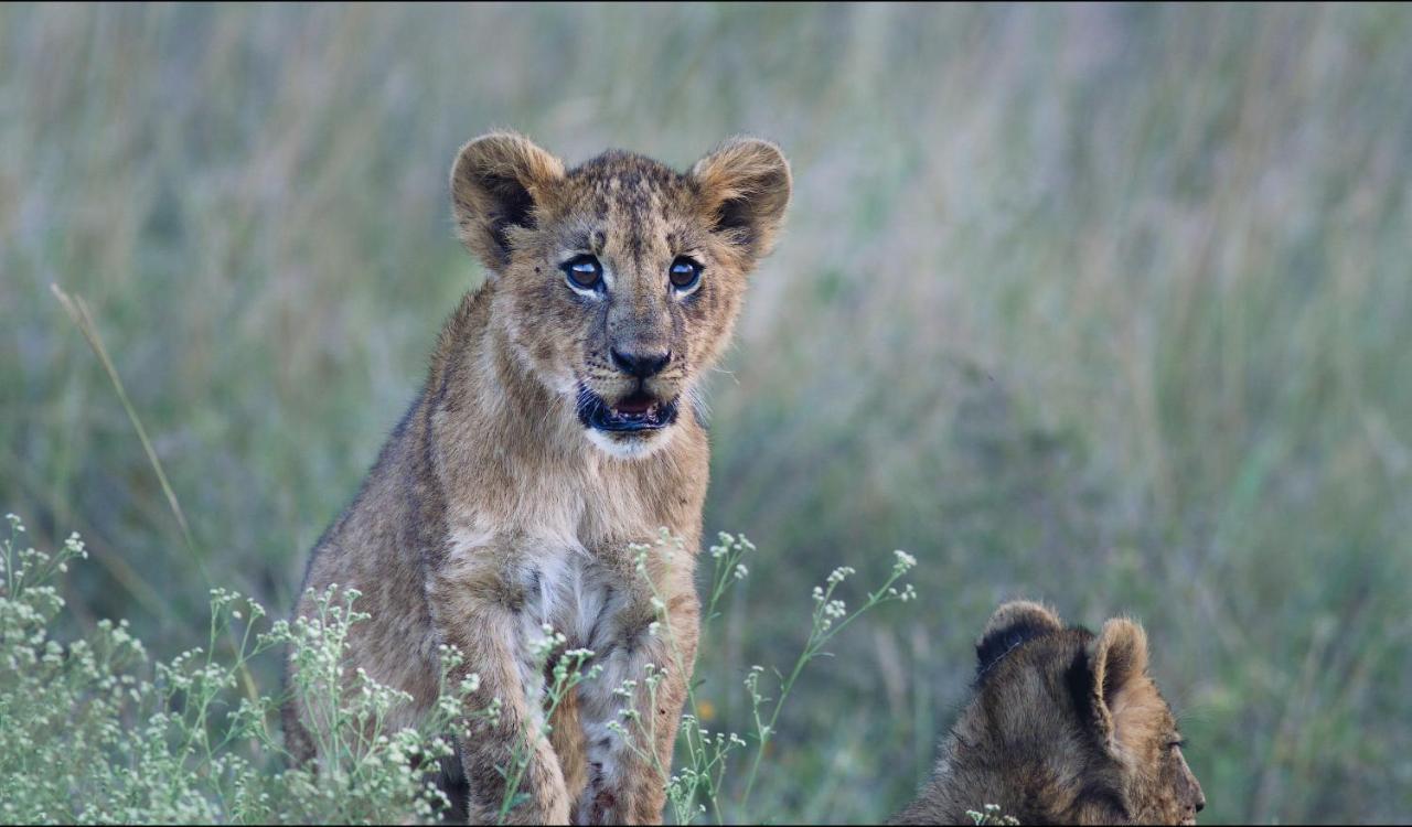Ololo Safari Lodge Найроби Экстерьер фото